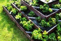 Strawberries grows up in raised garden bed. Pyramid raised garden