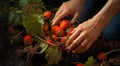 strawberries in hand, close-uo of hand picking strawberries, strawberries in the garden, harvest for strawberries