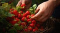 strawberries in hand, close-uo of hand picking strawberries, strawberries in the garden, harvest for strawberries