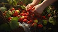 strawberries in hand, close-uo of hand picking strawberries, strawberries in the garden, harvest for strawberries