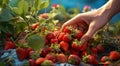 strawberries in hand, close-uo of hand picking strawberries, strawberries in the garden, harvest for strawberries