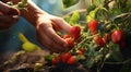 strawberries in hand, close-uo of hand picking strawberries, strawberries in the garden, harvest for strawberries