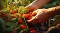 strawberries in hand, close-uo of hand picking strawberries, strawberries in the garden, harvest for strawberries