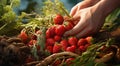 strawberries in hand, close-uo of hand picking strawberries, strawberries in the garden, harvest for strawberries