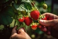strawberries in hands Royalty Free Stock Photo