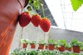 Strawberries hothouse