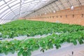 Strawberries hothouse Royalty Free Stock Photo
