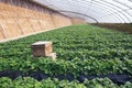 Strawberries hothouse Royalty Free Stock Photo