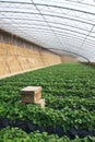 Strawberries hothouse Royalty Free Stock Photo