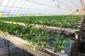 Strawberries hothouse Royalty Free Stock Photo
