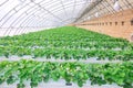 Strawberries hothouse Royalty Free Stock Photo