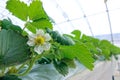 Strawberries hothouse Royalty Free Stock Photo