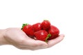 Strawberries in human hand isolated on white background Royalty Free Stock Photo