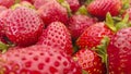 Strawberries Royalty Free Stock Photo