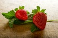 Strawberries with leaf