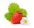 Strawberries with leaves and blossom isolated on a white Royalty Free Stock Photo