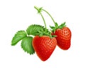 Strawberries and leaves on a branch, isolated white background, illustration Royalty Free Stock Photo