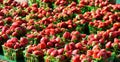 Strawberries in outdoor market Royalty Free Stock Photo