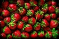 Strawberries pile in wooden box Royalty Free Stock Photo