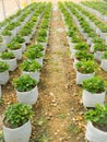 Strawberries plant close up in the farm