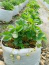 Strawberries plant close up in the farm