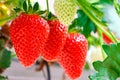 Strawberries plant close up. Red strawberries on the branches. Eco farm. Selective focus. Strawberry in greenhouse with