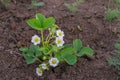 Strawberries plant with flowers in the vegetable garden