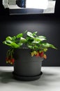 Strawberries plant growing under a growth lamp