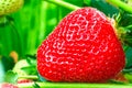 Strawberries plant. Red strawberries on the branches. Eco farm. Selective focus. Strawberry in greenhouse with high