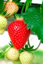 Strawberries plant. Red strawberries on the branches. Eco farm. Selective focus. Strawberry in greenhouse with high