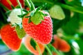 Strawberries plant. Red strawberries on the branches. Eco farm. Selective focus. Strawberry in greenhouse with high