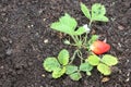 A Strawberries plant ripe strawberry in the vegetable garden