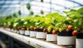 Strawberry farm planting in greenhouse, Fresh organic red berry Royalty Free Stock Photo