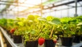 Strawberry farm planting in greenhouse, Fresh organic red berry Royalty Free Stock Photo