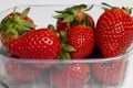 strawberries in a plastic casserole