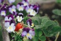 Strawberries in raised garden bed with viola flowers close up. Homestead lifestyle. Gathering homegrown organic berries in urban Royalty Free Stock Photo