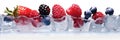 Strawberries, raspberries, blackberries and blueberries half frozen in ice cubes isolated against a white background in panoramic Royalty Free Stock Photo