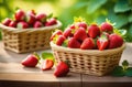 strawberries, ripe strawberries, on the background of a strawberry field, orchard, sunny day Royalty Free Stock Photo