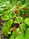 Wild strawberry - ripe juicy red bush Royalty Free Stock Photo