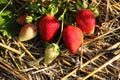 strawberries ripen in the garden on last year\'s straw. organic berries Royalty Free Stock Photo