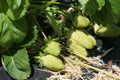 Strawberries ripening in the sun but still green
