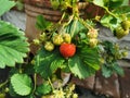 Strawberries Ripening On The Vine Royalty Free Stock Photo