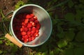 Strawberries in a small bucket against organic strawberry farm background. Agriculture, health, bio food concept Royalty Free Stock Photo