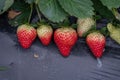 Strawberries in the strawberry field have green leaves and white or red fruits Royalty Free Stock Photo