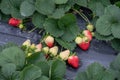 Strawberries in the strawberry field have green leaves and white or red fruits Royalty Free Stock Photo