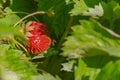 strawberries under the leaves in the garden