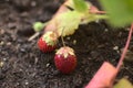 Strawberries in urban orchard Royalty Free Stock Photo