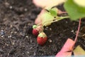 Strawberries in urban orchard Royalty Free Stock Photo
