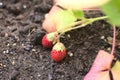 Strawberries in urban orchard Royalty Free Stock Photo