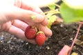 Strawberries in urban orchard Royalty Free Stock Photo